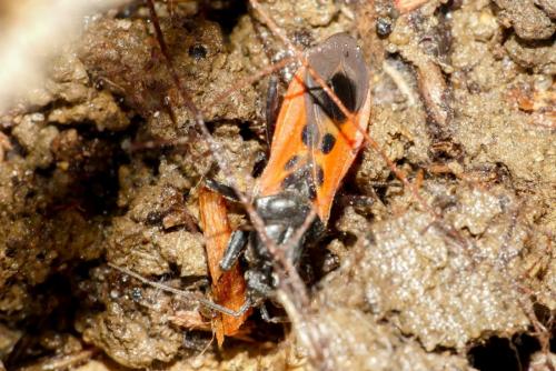 Peirates hybridus